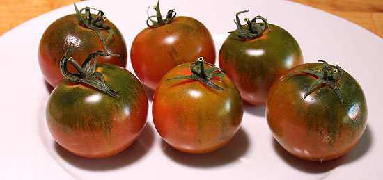 Camone-Tomaten